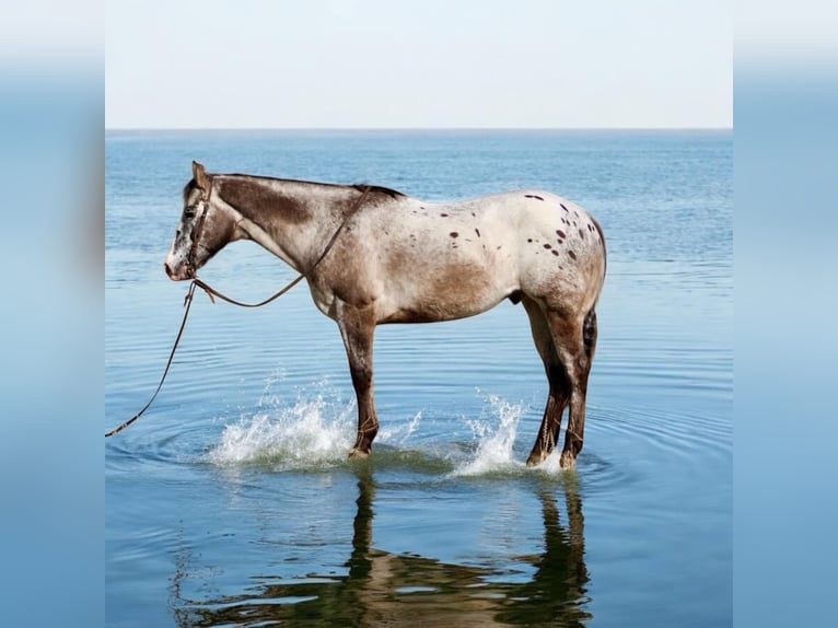 Appaloosa Caballo castrado 14 años 152 cm Castaño rojizo in Paicines CA