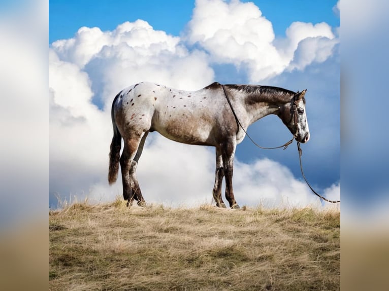 Appaloosa Caballo castrado 14 años 152 cm Castaño rojizo in Paicines CA