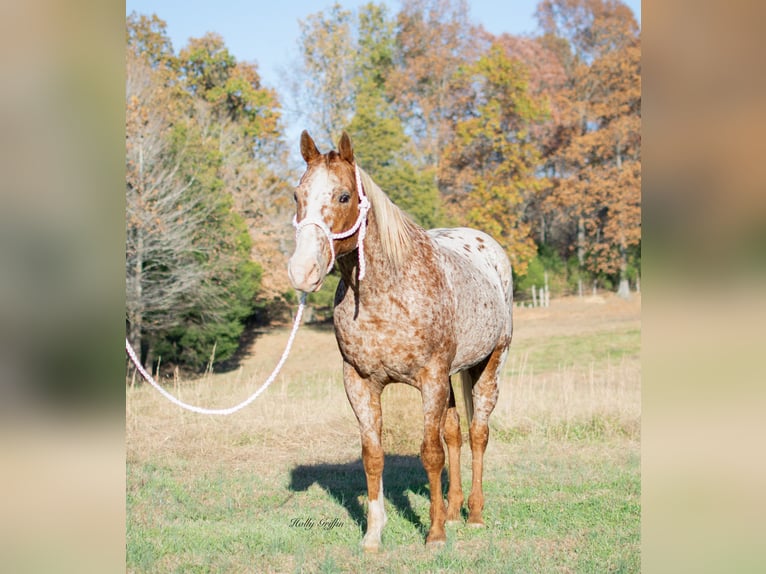 Appaloosa Caballo castrado 14 años 152 cm Ruano alazán in Greenville KY