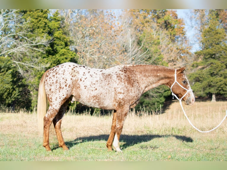 Appaloosa Caballo castrado 14 años 152 cm Ruano alazán in Greenville KY