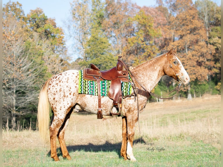 Appaloosa Caballo castrado 14 años 152 cm Ruano alazán in Greenville KY