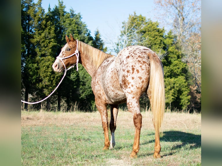 Appaloosa Caballo castrado 14 años 152 cm Ruano alazán in Greenville KY