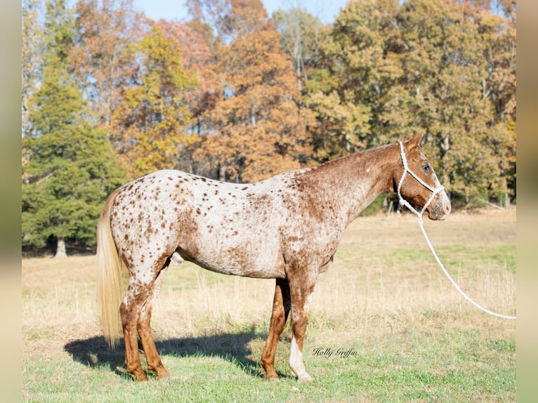 Appaloosa Caballo castrado 14 años 152 cm Ruano alazán in Greenville KY