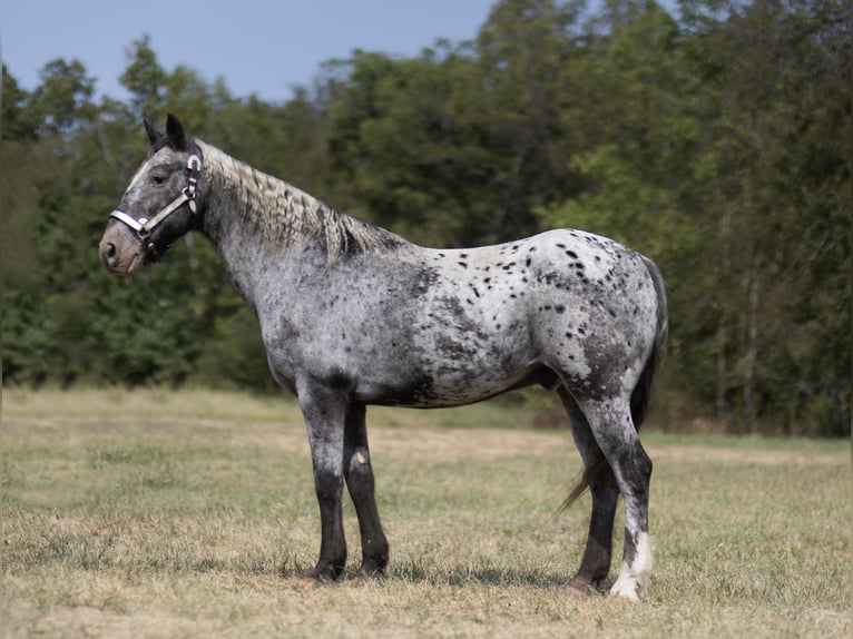 Appaloosa Caballo castrado 14 años 152 cm Ruano azulado in Marble Hill