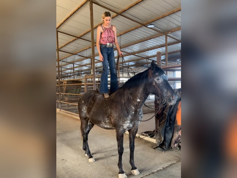 Appaloosa Caballo castrado 14 años 155 cm Negro in Lipan TX