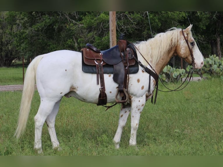 Appaloosa Caballo castrado 14 años 157 cm Alazán-tostado in Morgan Mill TX