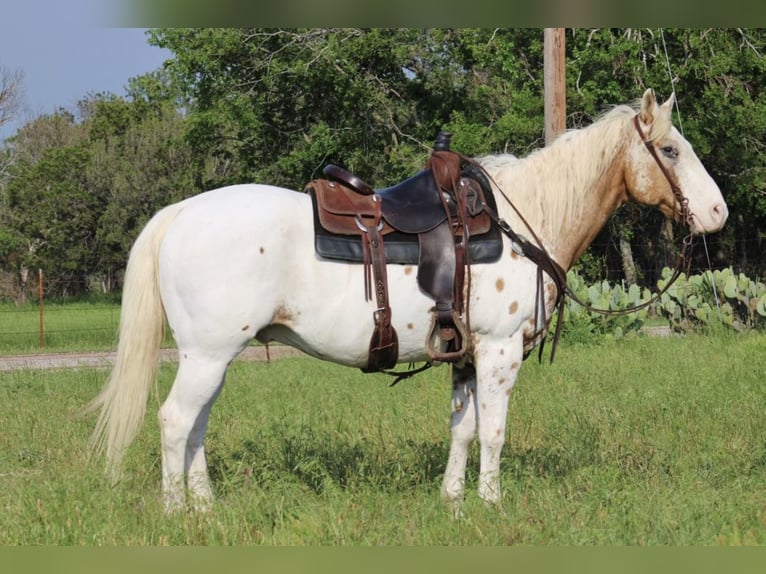 Appaloosa Caballo castrado 14 años 157 cm Alazán-tostado in Morgan Mill TX