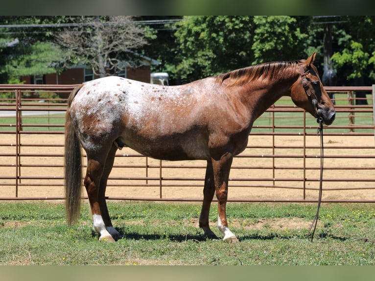 Appaloosa Caballo castrado 14 años 157 cm Alazán-tostado in Rineyville KY