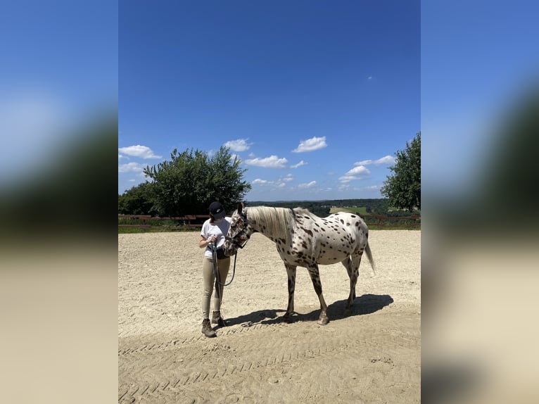 Appaloosa Caballo castrado 14 años 157 cm Atigrado/Moteado in Much