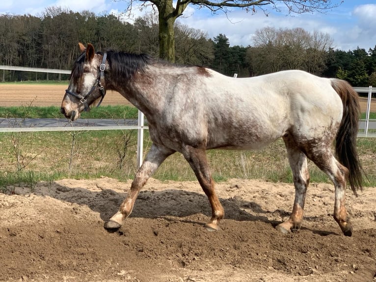 Appaloosa Caballo castrado 14 años 158 cm  in Reken