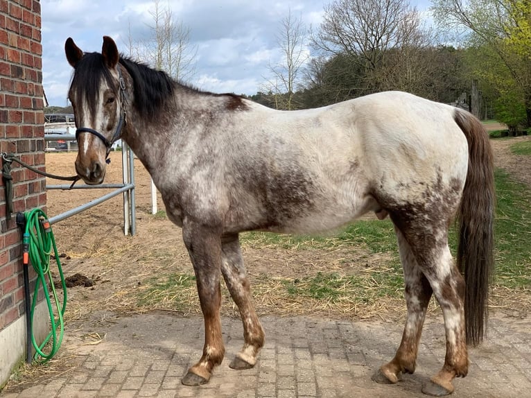 Appaloosa Caballo castrado 14 años 158 cm  in Reken