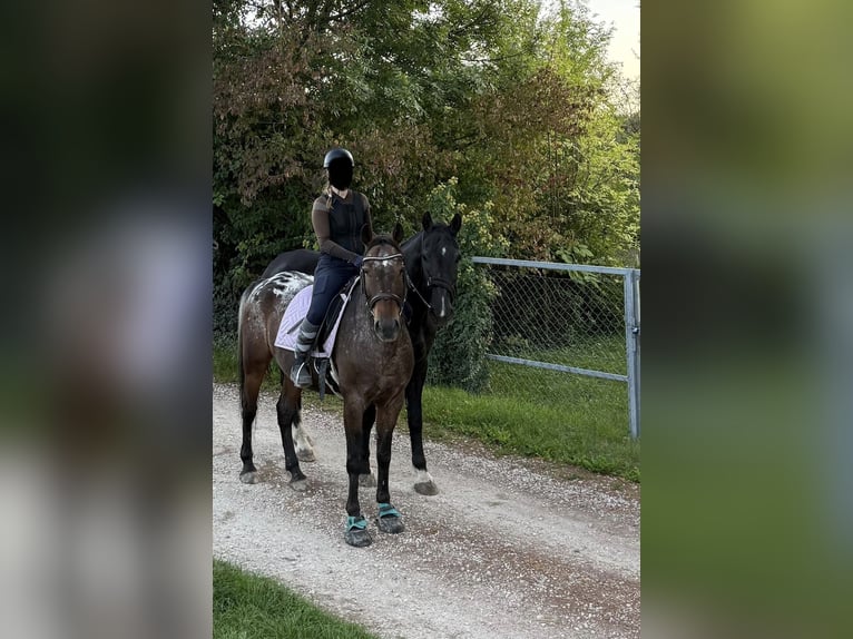 Appaloosa Mestizo Caballo castrado 14 años 160 cm Atigrado/Moteado in Kronberg im Taunus