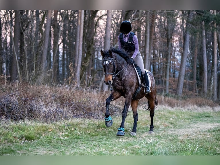 Appaloosa Mestizo Caballo castrado 14 años 160 cm Atigrado/Moteado in Kronberg im Taunus