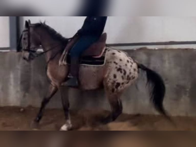 Appaloosa Mestizo Caballo castrado 14 años 160 cm Castaño-ruano in Los Gallardos