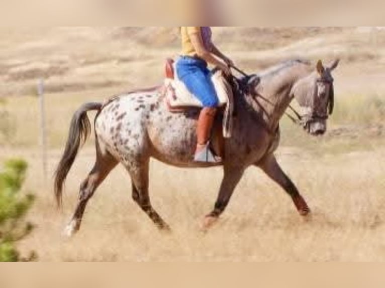 Appaloosa Mestizo Caballo castrado 14 años 160 cm Castaño-ruano in Los Gallardos