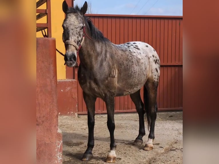 Appaloosa Mestizo Caballo castrado 14 años 160 cm Castaño-ruano in Los Gallardos