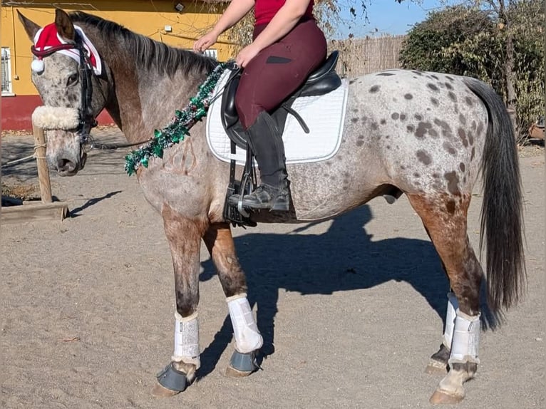 Appaloosa Mestizo Caballo castrado 14 años 160 cm Castaño-ruano in Los Gallardos