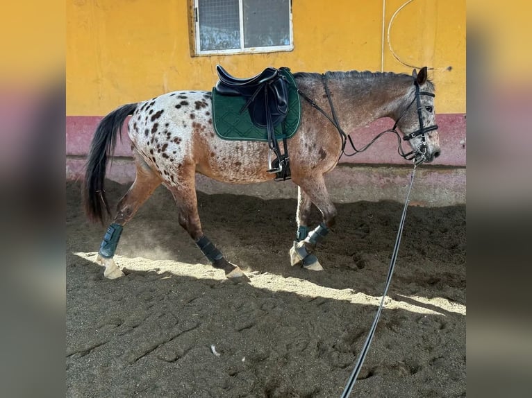 Appaloosa Mestizo Caballo castrado 14 años 160 cm Castaño-ruano in Los Gallardos