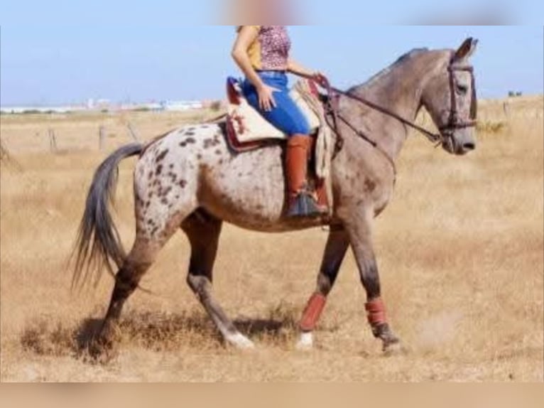 Appaloosa Mestizo Caballo castrado 14 años 160 cm Castaño-ruano in Los Gallardos
