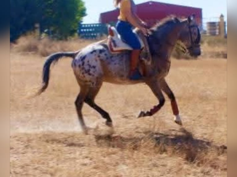 Appaloosa Mestizo Caballo castrado 14 años 160 cm Castaño-ruano in Los Gallardos