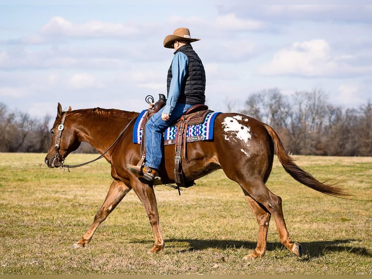 Appaloosa Caballo castrado 14 años 163 cm Alazán rojizo in Mountain Grove MO