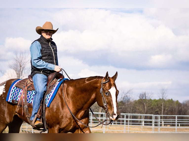 Appaloosa Caballo castrado 14 años 163 cm Alazán rojizo in Mountain Grove MO