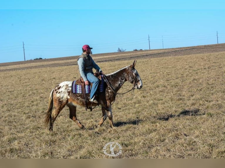 Appaloosa Caballo castrado 14 años Alazán rojizo in Van Horn Iowa