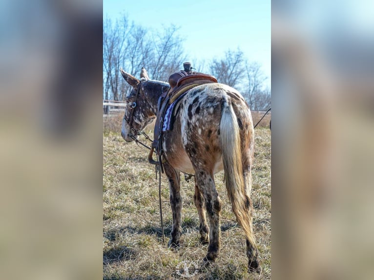 Appaloosa Caballo castrado 14 años Alazán rojizo in Van Horn Iowa