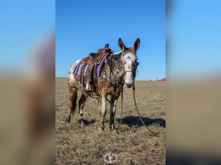 Appaloosa Caballo castrado 14 años Alazán rojizo in Van Horn Iowa