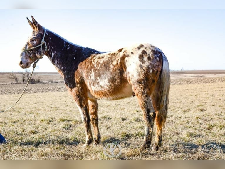 Appaloosa Caballo castrado 14 años Alazán rojizo in Van Horn Iowa