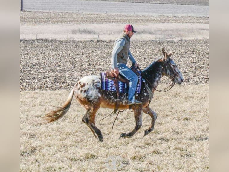 Appaloosa Caballo castrado 14 años Alazán rojizo in Van Horn Iowa