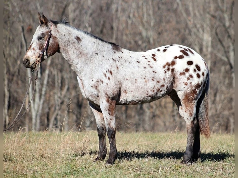 Appaloosa Caballo castrado 14 años Castaño rojizo in Brodhead KY