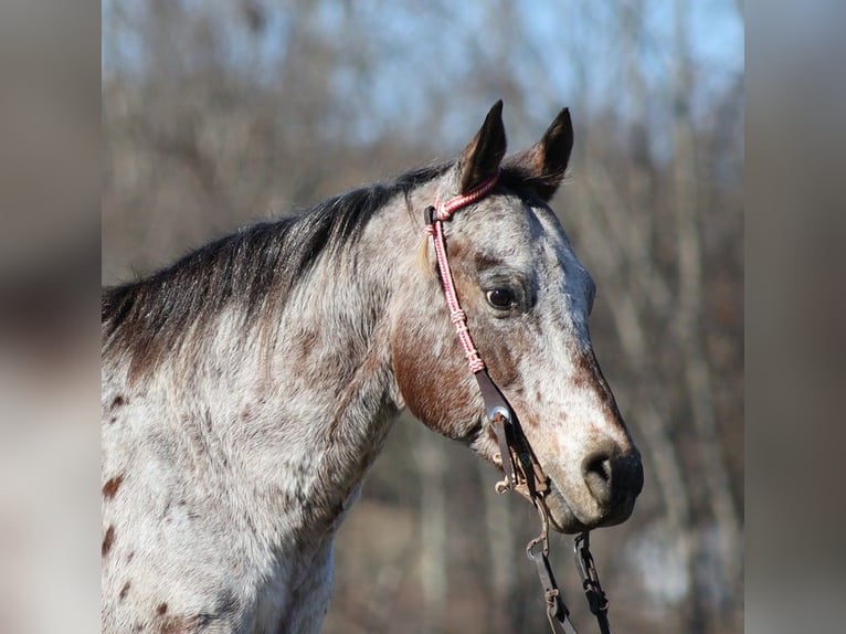 Appaloosa Caballo castrado 14 años Castaño rojizo in Brodhead KY