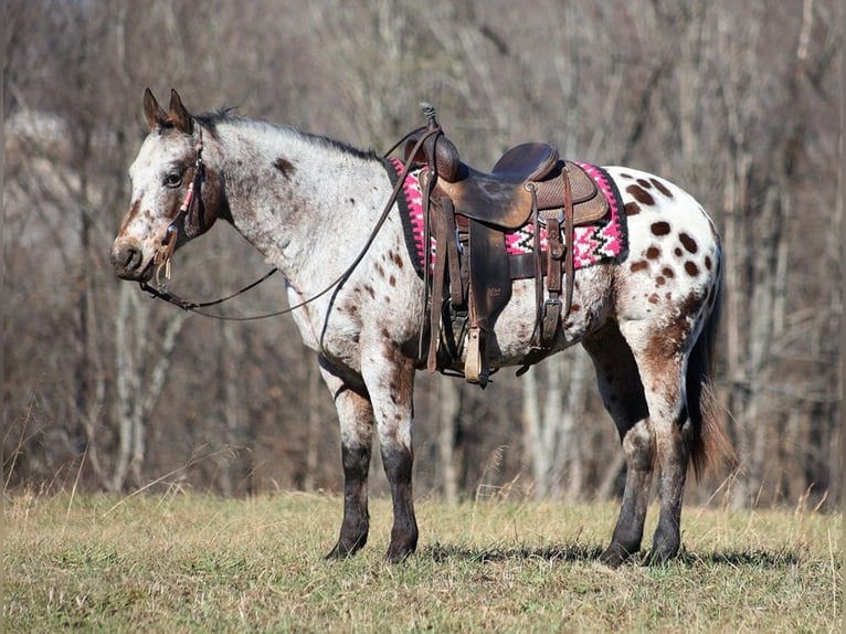 Appaloosa Caballo castrado 14 años Castaño rojizo in Brodhead KY