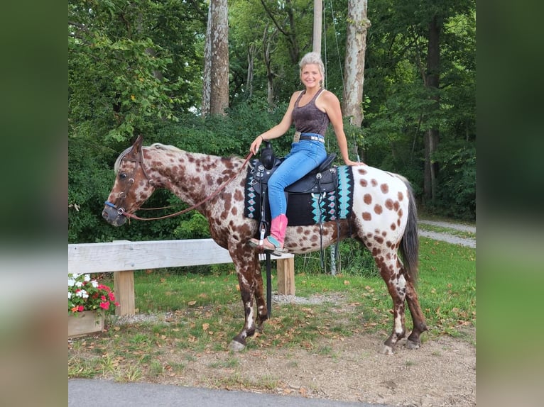 Appaloosa Caballo castrado 14 años Castaño rojizo in Spencerville, IN