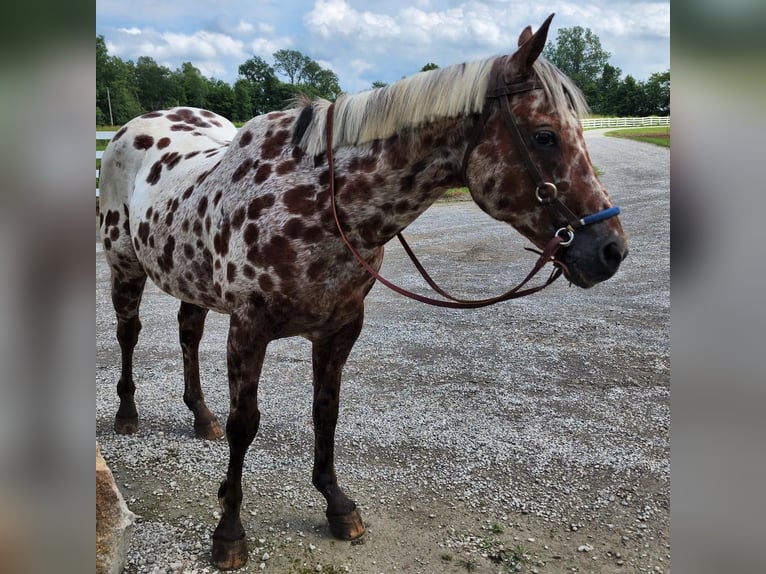 Appaloosa Caballo castrado 14 años Castaño rojizo in Spencerville, IN