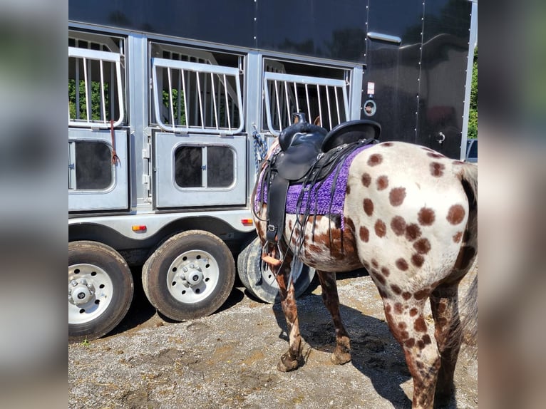 Appaloosa Caballo castrado 14 años Castaño rojizo in Spencerville, IN