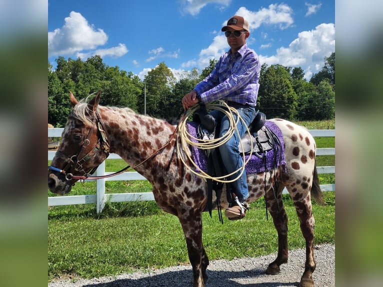 Appaloosa Caballo castrado 14 años Castaño rojizo in Spencerville, IN