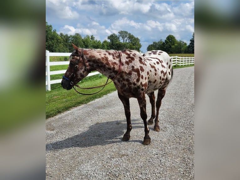 Appaloosa Caballo castrado 14 años Castaño rojizo in Spencerville, IN