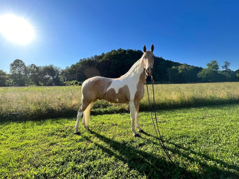 Appaloosa Caballo castrado 14 años Perlino in West Liberty