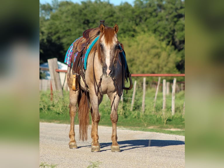 Appaloosa Caballo castrado 15 años 137 cm Ruano alazán in Stephenville TX