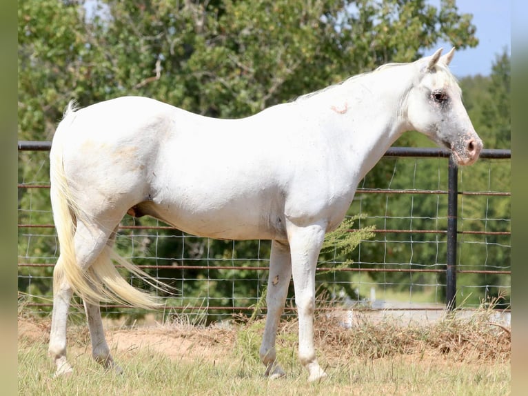 Appaloosa Caballo castrado 15 años 142 cm White/Blanco in Canton TX