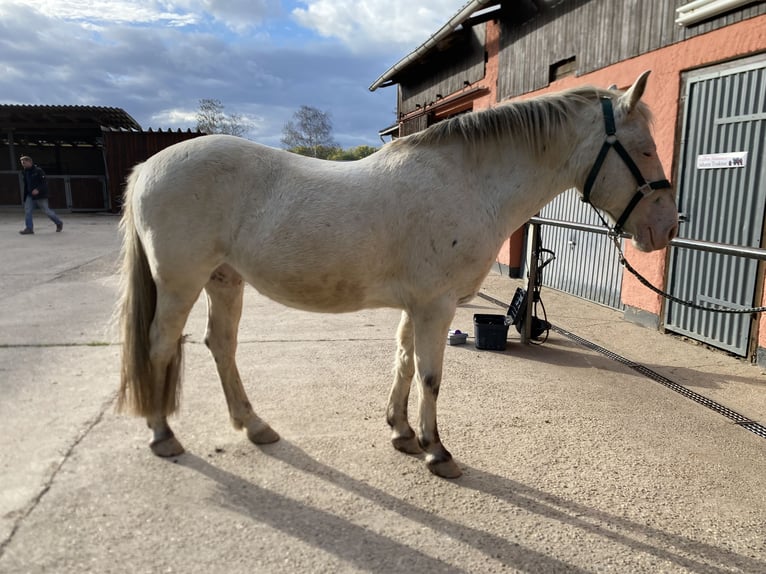 Appaloosa Mestizo Caballo castrado 15 años 143 cm Atigrado/Moteado in Karlsruhe Grötzingen