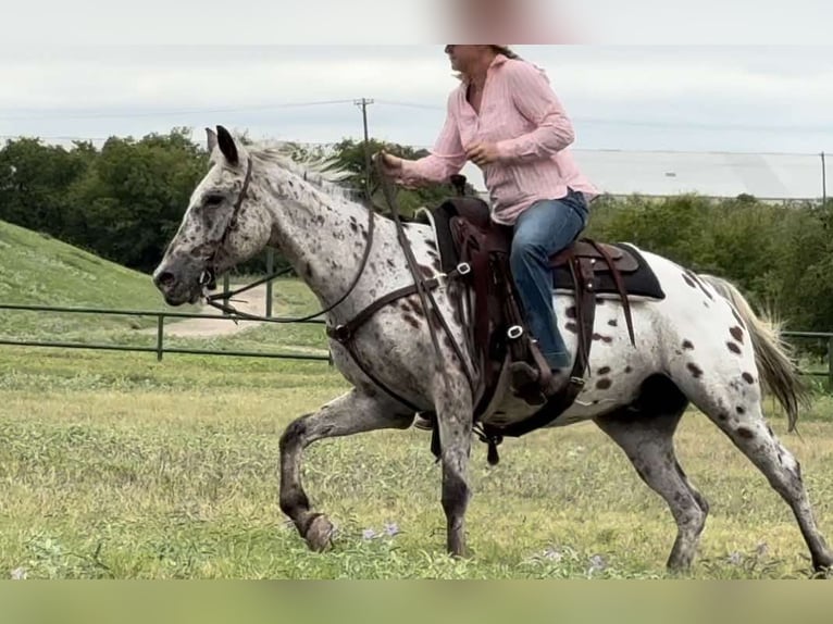 Appaloosa Caballo castrado 15 años 145 cm Castaño rojizo in Weatherford TX