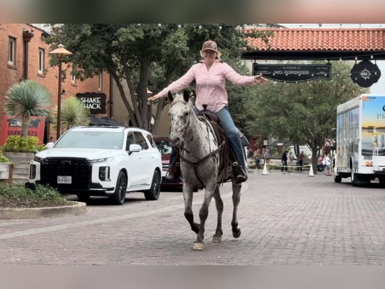 Appaloosa Caballo castrado 15 años 145 cm Castaño rojizo in Weatherford TX