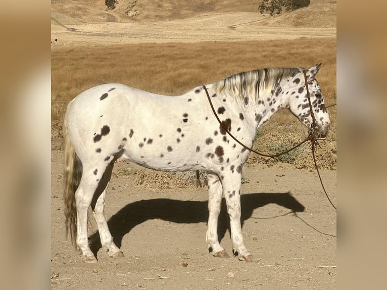 Appaloosa Caballo castrado 15 años 150 cm Alazán-tostado in Bitterwater CA