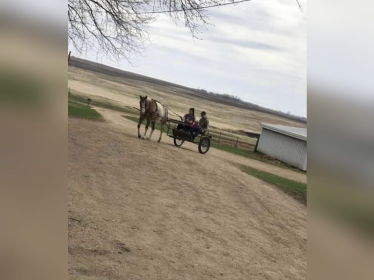 Appaloosa Caballo castrado 15 años 150 cm in Mt Hope AL