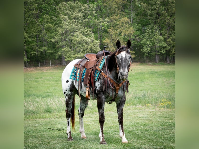 Appaloosa Caballo castrado 15 años 152 cm Alazán-tostado in Greenville KY