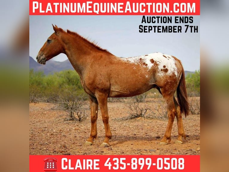 Appaloosa Caballo castrado 15 años 152 cm Alazán-tostado in Marana AZ