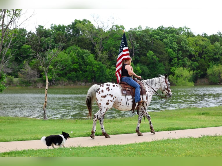 Appaloosa Caballo castrado 15 años 152 cm Atigrado/Moteado in Forney
